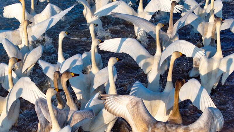 Ordos_Welcomes_Spring_with_the_Majestic_Arrival_of_Migratory_Swans