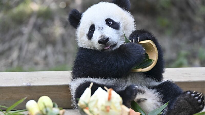 Panda_Cub_Mei_Zhu_Charms_at_Upgraded_Safari_Home