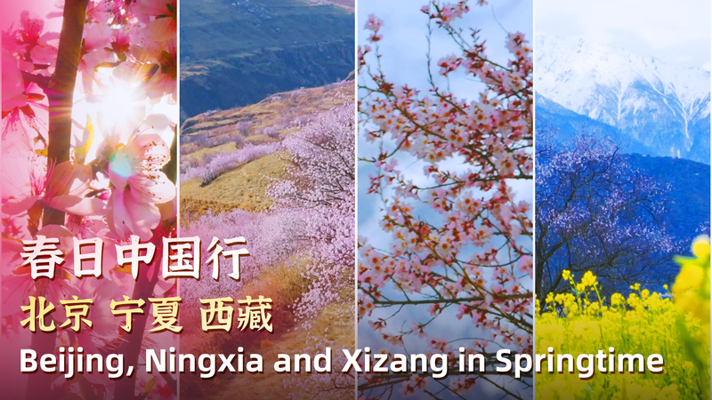 Peach_Blossom_Wonderland__Spring_in_the_Chinese_Mainland video poster