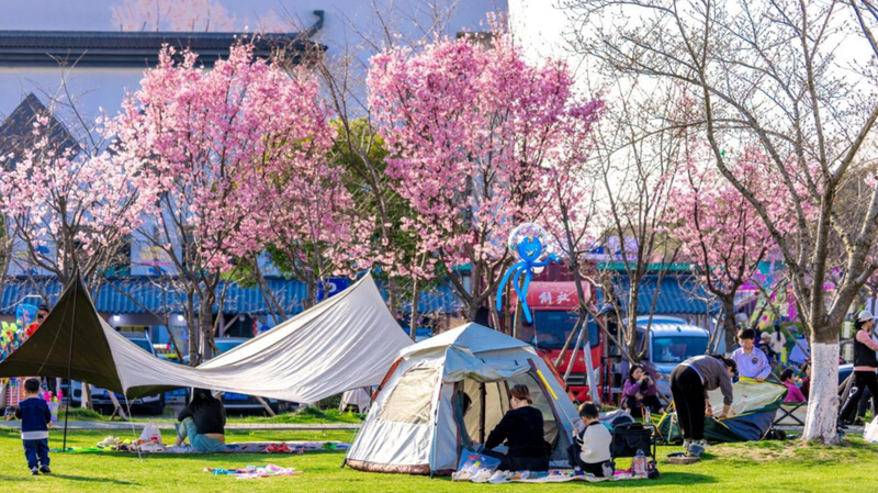 Pinghu_Shines__Global_Guests_Celebrate_Cherry_Blossom_Season - My Global News: Voices of a New Era Pinghu_Shines__Global_Guests_Celebrate_Cherry_Blossom_Season