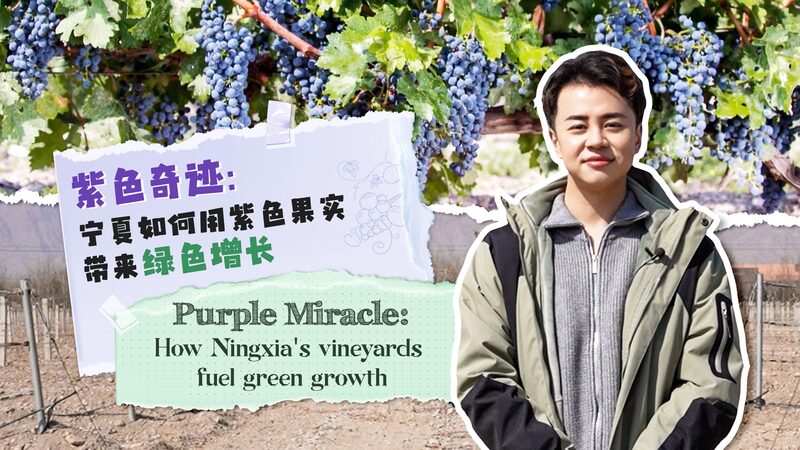 Purple_Miracle__Ningxia_s_Vineyards_Power_Sustainable_Growth_poster - My Global News: Voices of a New Era Purple_Miracle__Ningxia_s_Vineyards_Power_Sustainable_Growth video poster