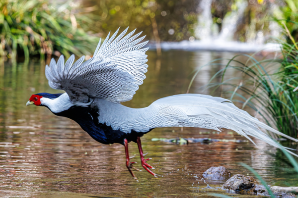 Rare Silver Pheasants Spark Eco-Wonder in Fujian Rare_Silver_Pheasants_Spark_Eco_Wonder_in_Fujian