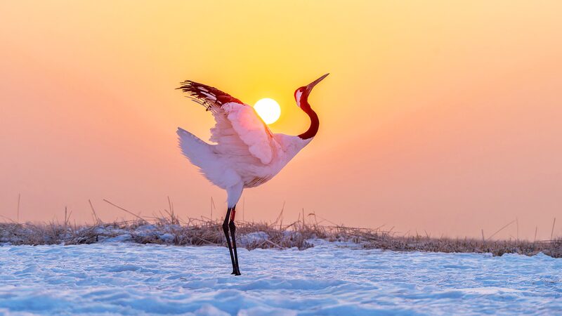 Red_Crowned_Cranes_Enchant_Spring_in_Qiqihar - My Global News: Voices of a New Era Red_Crowned_Cranes_Enchant_Spring_in_Qiqihar