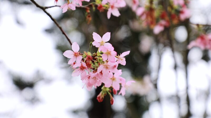 Shenzhen_s_Power_Station_Transforms_into_Cherry_Blossom_Haven video poster