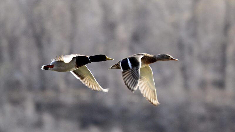 Spring_Awakening__Migratory_Birds_Transform_the_Chinese_Mainland_poster - My Global News: Voices of a New Era Spring_Awakening__Migratory_Birds_Transform_the_Chinese_Mainland video poster