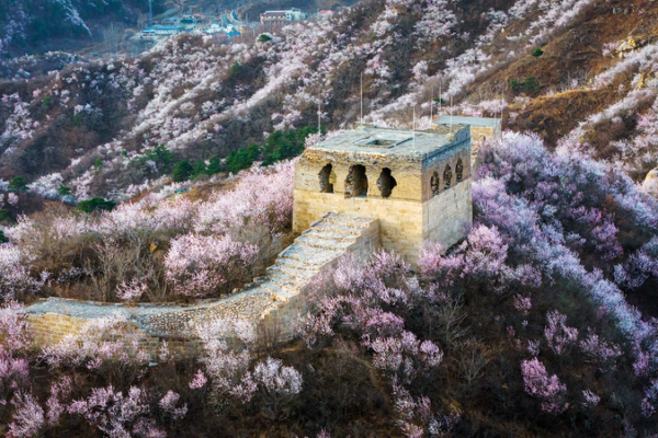 Spring Blossoms Transform Longquanyu Great Wall Spring_Blossoms_Transform_Longquanyu_Great_Wall