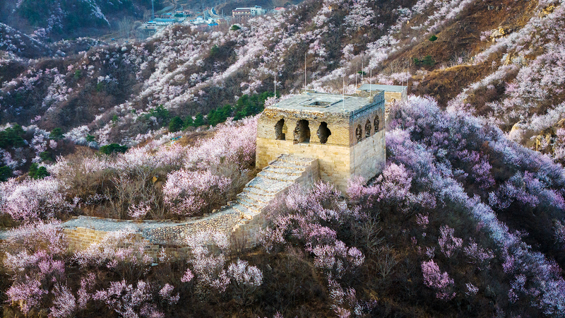 Spring_Blossoms_Transform_Longquanyu_Great_Wall