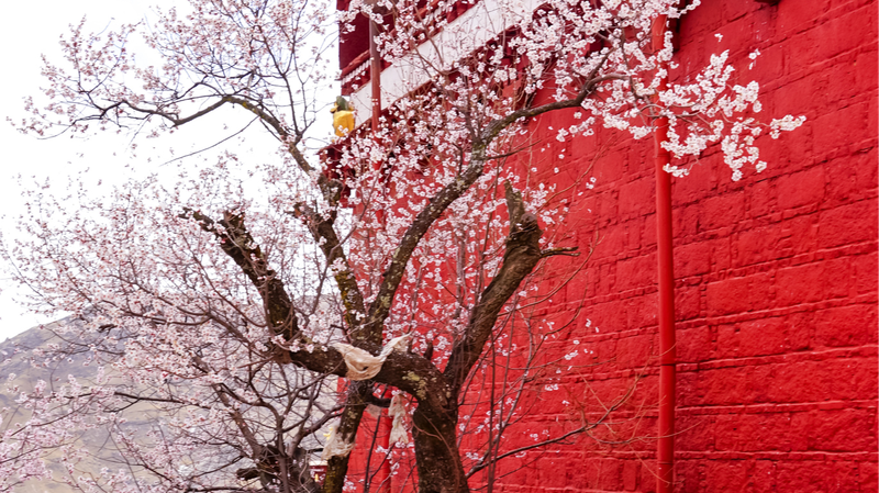 Spring Enchantment: Peach Blossoms at Pabongka Temple in Lhasa Spring_Enchantment__Peach_Blossoms_at_Pabongka_Temple_in_Lhasa