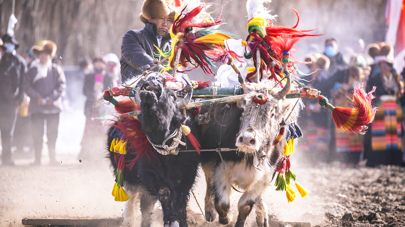 Spring_Plowing_Ushers_in_a_New_Season_in_Xizang