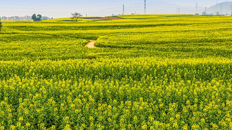 Stunning_Canola_Bloom_Lights_Up_Yunnan_Spring_poster - My Global News: Voices of a New Era Stunning_Canola_Bloom_Lights_Up_Yunnan_Spring video poster