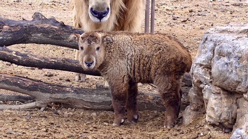 Taiyuan_Zoo_Celebrates_Takin_Breeding_Success video poster