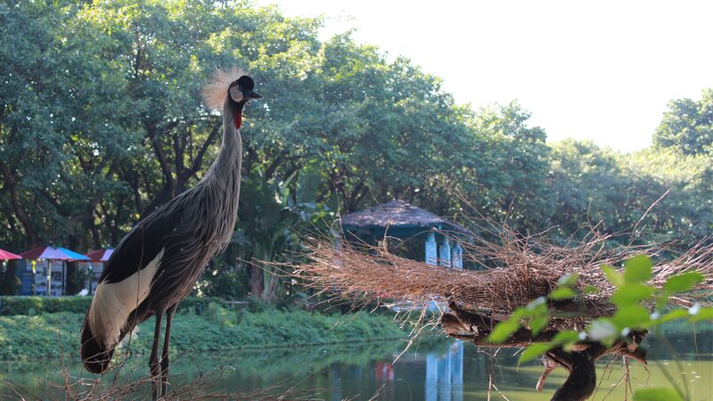 Thriving_East_African_Cranes_Grace_Guangzhou_s_Chimelong_Bird_Park - My Global News: Voices of a New Era Thriving_East_African_Cranes_Grace_Guangzhou_s_Chimelong_Bird_Park