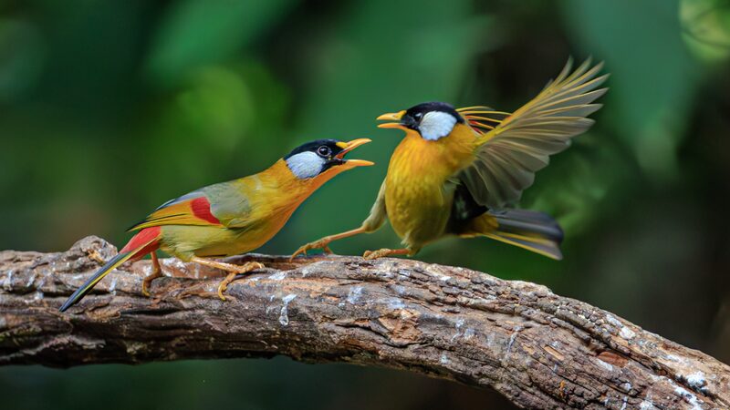 Tiny_Bodies__Big_Attitude__Silver_eared_Mesias_Face_Off_in_Yunnan_ - My Global News: Voices of a New Era Tiny_Bodies__Big_Attitude__Silver_eared_Mesias_Face_Off_in_Yunnan_