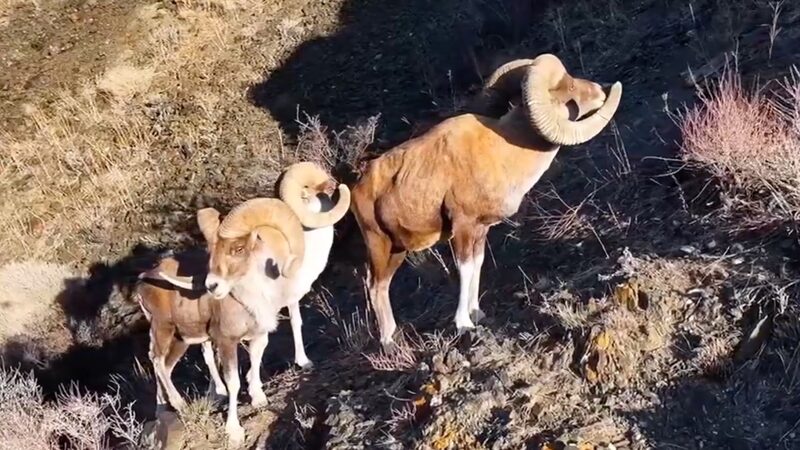 Wild Argali and Ibex Conquer Xinjiang’s Rugged Cliffs Wild_Argali_and_Ibex_Conquer_Xinjiang_s_Rugged_Cliffs video poster