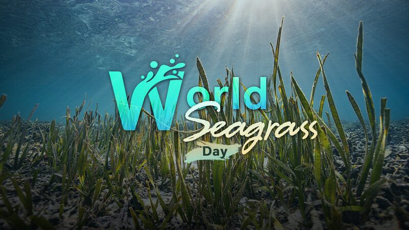 World_Seagrass_Day__Celebrating_Nature_s_Blue_Carbon_Heroes - My Global News: Voices of a New Era World_Seagrass_Day__Celebrating_Nature_s_Blue_Carbon_Heroes