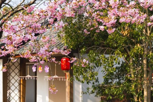 Wuxi_Blooms__Annual_International_Cherry_Blossom_Festival_Opens