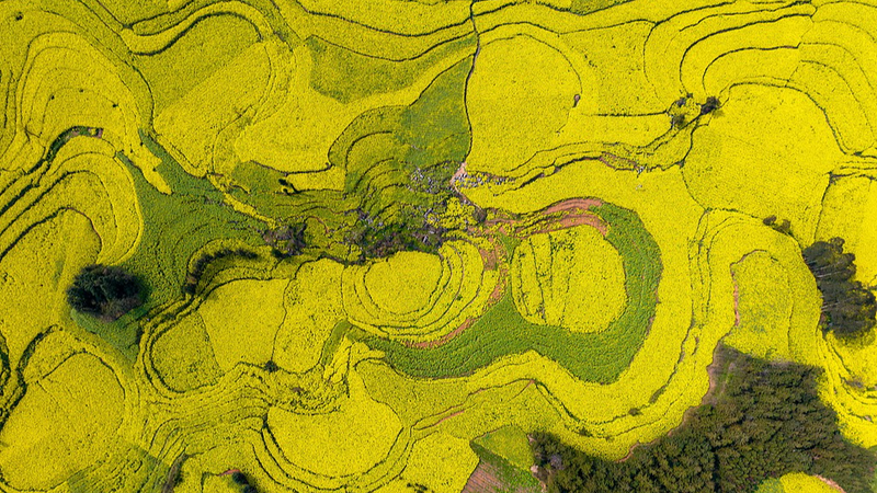 Yunnan_s_Golden_Rapeseed_Fields_Illuminate_Qujing_Spring