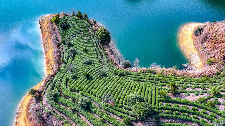 Zhejiang_s_Qiandao_Lake_Shines_as_Premier_Tea_Harvesting_Destination - My Global News: Voices of a New Era Zhejiang_s_Qiandao_Lake_Shines_as_Premier_Tea_Harvesting_Destination