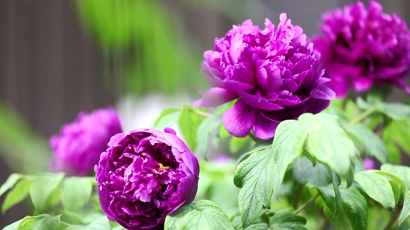 2025_Peony_Forum_Unites_Cultures_in_Heze video poster