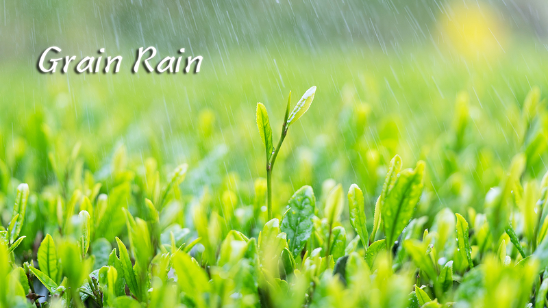 2RRIB5NHRK6RQC83Q9P7 - My Global News: Voices of a New Era Grain Rain Arrives: Spring’s Final Solar Term Sparks Renewal