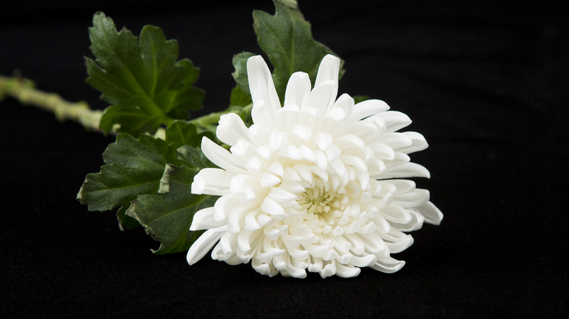 4TTS3G9J9KPVNV8PRNYW - My Global News: Voices of a New Era China Extends Condolences After Pope Francis’s Passing