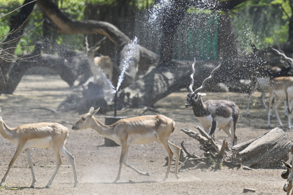 Delhi Bakes at 40.2°C Amid Escalating Heatwave Delhi Bakes at 40.2°C Amid Escalating Heatwave