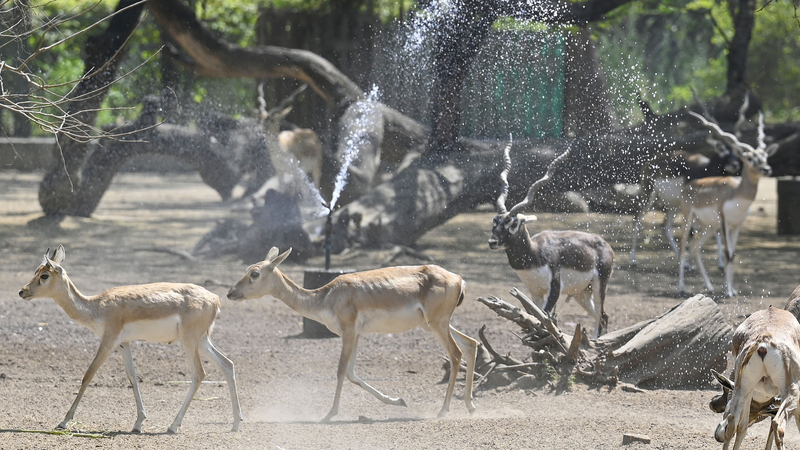 Delhi Bakes at 40.2°C Amid Escalating Heatwave