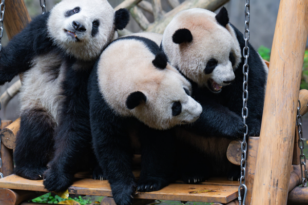 A Day in the Life of Chongqing’s Playful Panda A_Day_in_the_Life_of_Chongqing_s_Playful_Panda