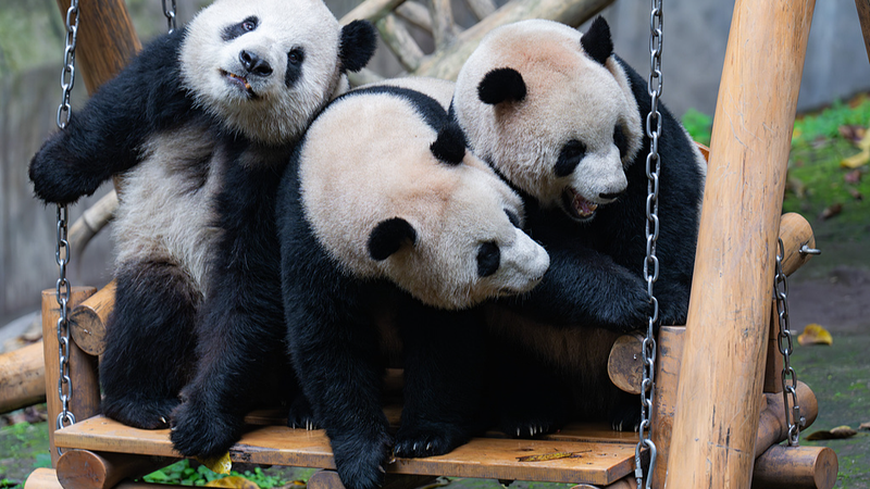 A_Day_in_the_Life_of_Chongqing_s_Playful_Panda