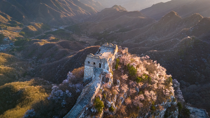 Apricot_Blooms_Transform_Jiankou_Great_Wall_in_Spring