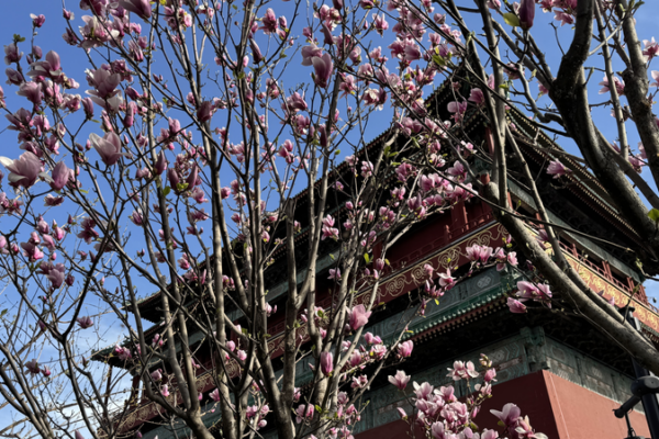 Beijing_Blooms__Celebrating_Qingming_Spring_Tradition video poster