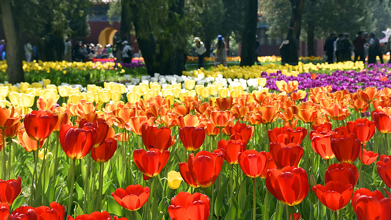 CLT1C4QAWXZYU1QBTORC - My Global News: Voices of a New Era Beijing’s Blooming Tulip Festival Lights Up Spring