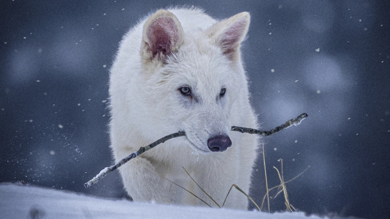 CRISPR_Creates_Canines_Resembling_Extinct_Dire_Wolves - My Global News: Voices of a New Era CRISPR_Creates_Canines_Resembling_Extinct_Dire_Wolves