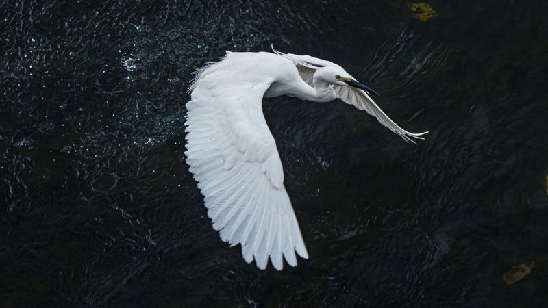 Chengdu_Herons__Lining_Up_for_a__Flowing_Banquet_