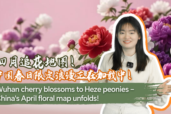 China’s April Bloom: From Wuhan Blossoms to Heze Peonies China_s_April_Bloom__From_Wuhan_Blossoms_to_Heze_Peonies video poster
