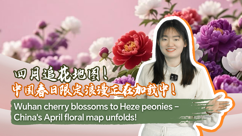 China_s_April_Bloom__From_Wuhan_Blossoms_to_Heze_Peonies_poster - My Global News: Voices of a New Era China_s_April_Bloom__From_Wuhan_Blossoms_to_Heze_Peonies video poster