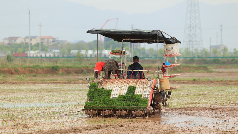 Chinese_Mainland_Grain_Output_to_Hit_709M_Tonnes_in_2025