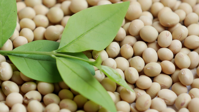 Chinese_mainland_Halts_U_S__Soybean___Corn_Imports_Ahead_of_Tariffs