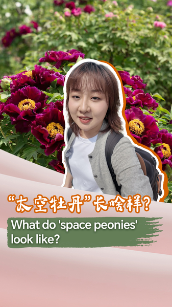 Cosmic_Blooms__Unveiling_the_Journey_of_Space_Peonies video poster