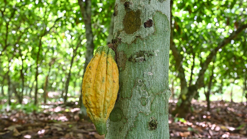 Cote_d_Ivoire_Cocoa_Farmers_Face_21__U_S__Tariff_Amid_Climate_Woes - My Global News: Voices of a New Era Cote_d_Ivoire_Cocoa_Farmers_Face_21__U_S__Tariff_Amid_Climate_Woes