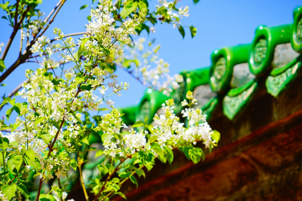 Digital_Renewal_Revives_Qingming_Festival_in_the_Chinese_Mainland