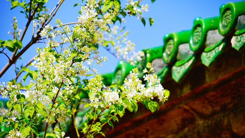 Digital_Renewal_Revives_Qingming_Festival_in_the_Chinese_Mainland