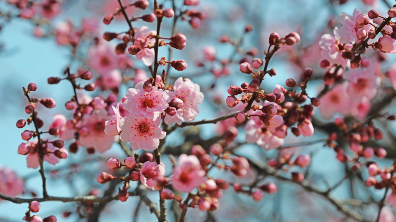 Eco_Oasis__Tangdaowan_Binhai_Park_Blooms_in_Qingdao