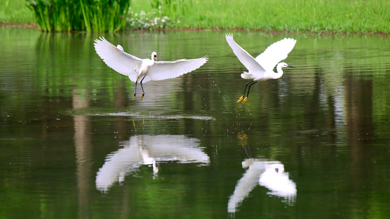 Egrets_Showcase_Yunnan_Wetland_Revival - My Global News: Voices of a New Era Egrets_Showcase_Yunnan_Wetland_Revival