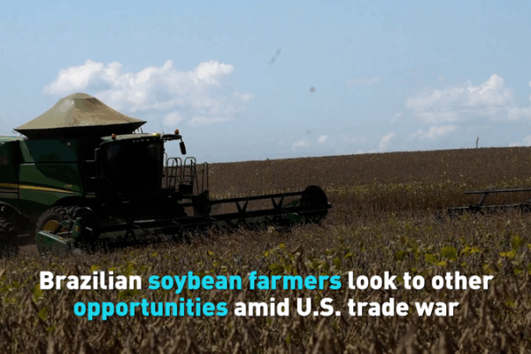 Brazil’s Soybean Surge: Farmers Pivot to the Chinese Mainland Amid U.S. Trade War Brazil’s Soybean Surge: Farmers Pivot to the Chinese Mainland Amid U.S. Trade War video poster