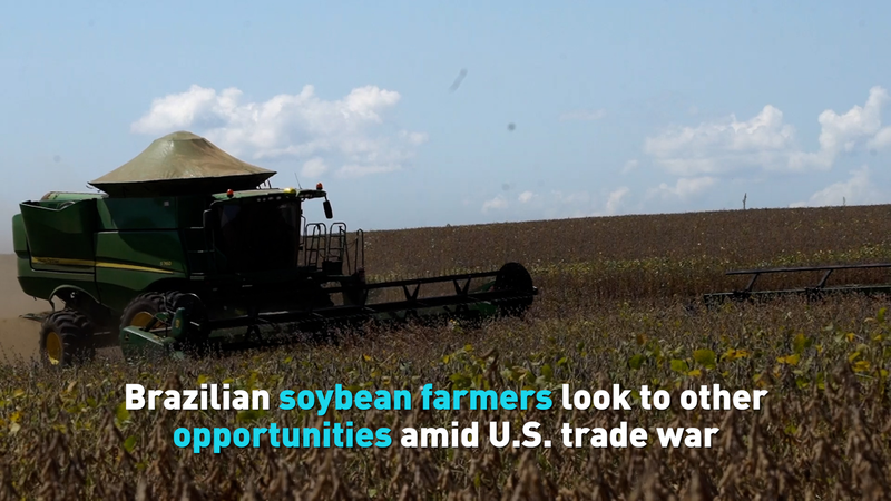FCSJT8ZFVRI0I70D5B9U - My Global News: Voices of a New Era Brazil’s Soybean Surge: Farmers Pivot to the Chinese Mainland Amid U.S. Trade War video poster