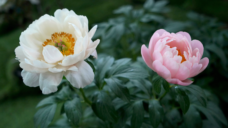 FLSIHC2TEVXBM28P52SR - My Global News: Voices of a New Era Latin American Journalists Uncover Luoyang’s Living Peony Legacy