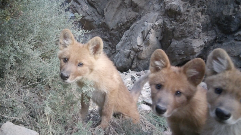 First_High_Def_Footage_Unveils_Dholes_in_Qinghai_Wilderness video poster