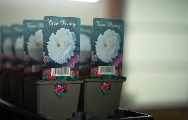 Floral Legacy: A 22-Year Blossoming Bond Floral_Legacy__A_22_Year_Blossoming_Bond video poster