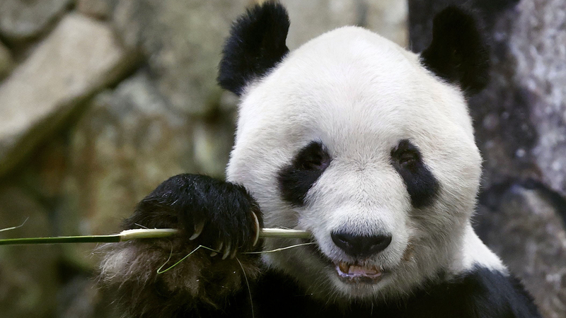 Four_Giant_Pandas_to_Return_from_Wakayama_Park_to_China_in_June